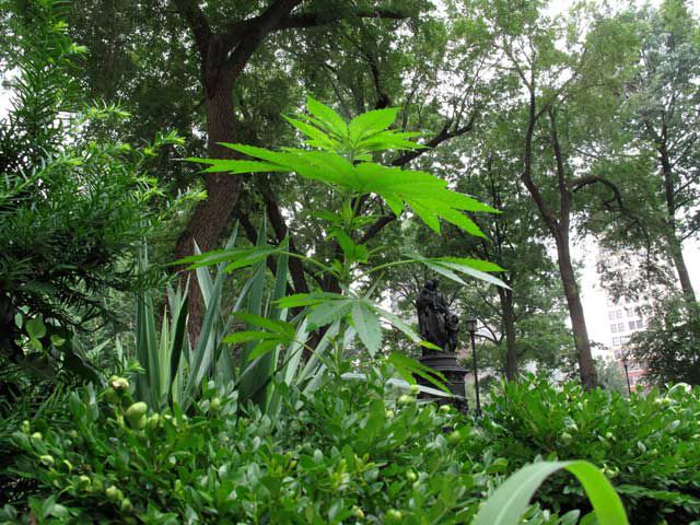 A marijuana plant growing tall and proud in Union Square park in 2010.